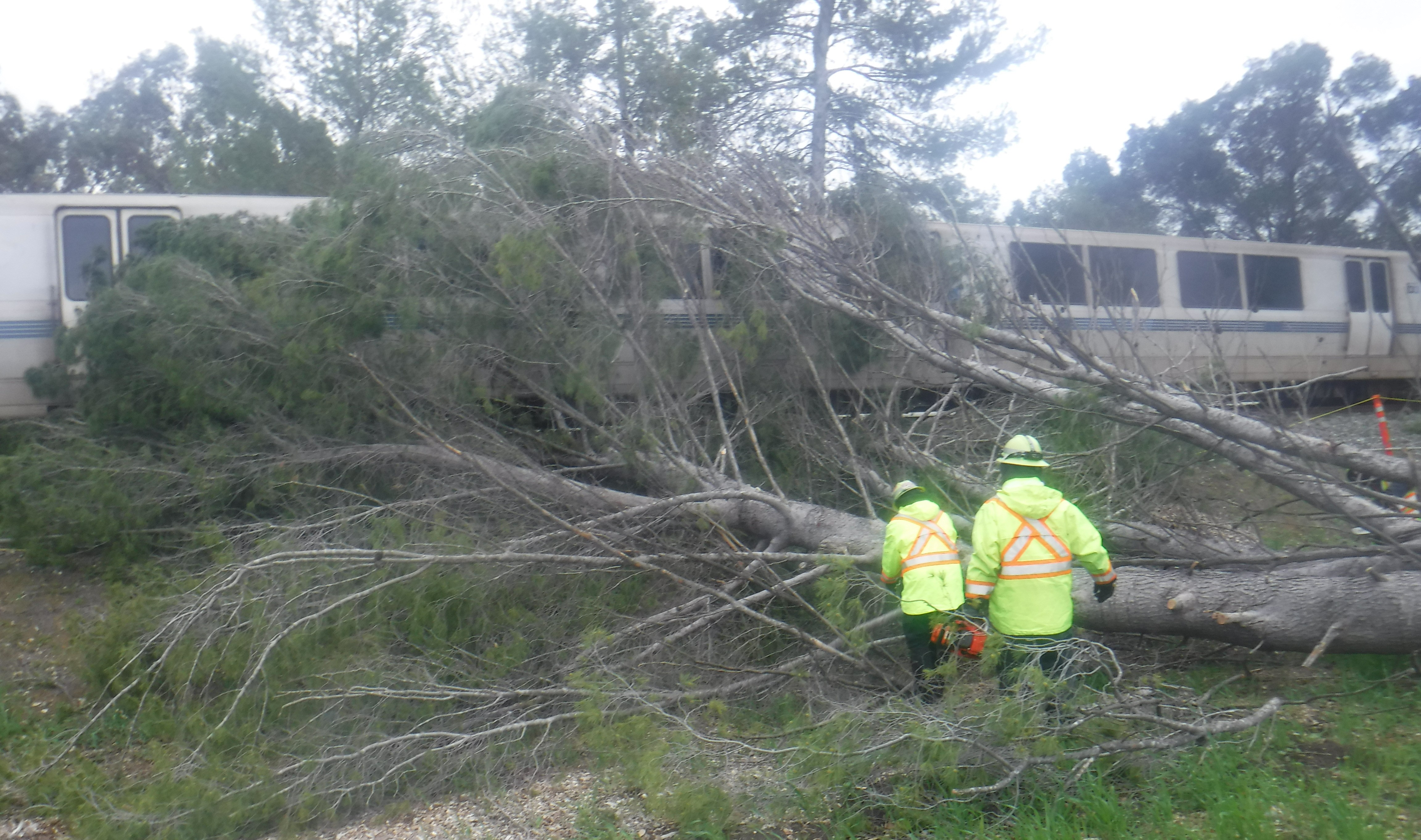 tree down in the trackway