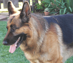 BART PD K-9