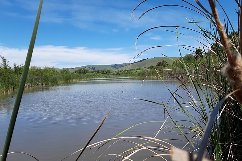 The East Wetland Mitigation Site was created to support habitat for species in the area; Photo by Janie Layton, BART retiree who