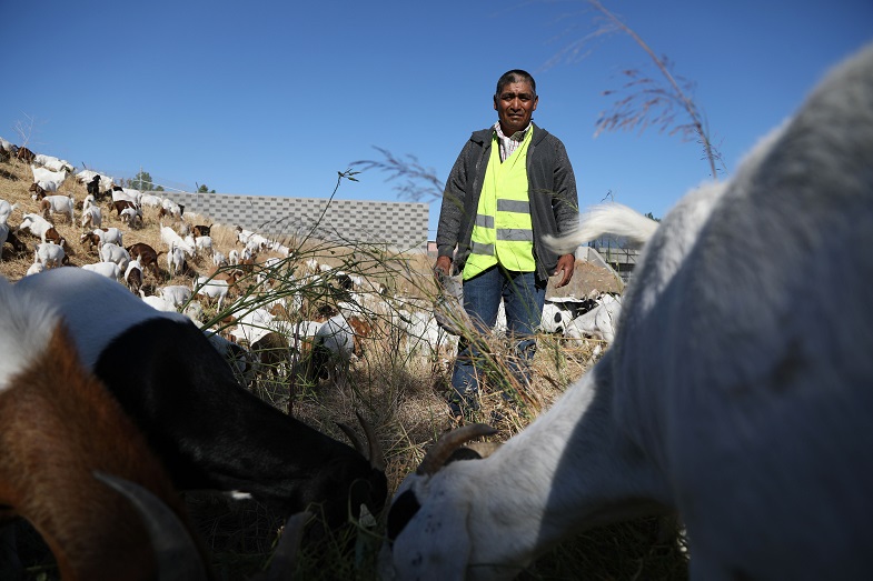 Goat herder Zenobio Ordonez stays with the goats 24/7 and wrangles the herd