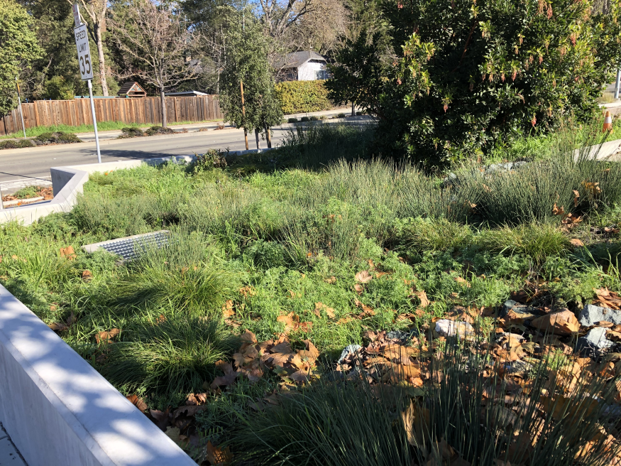 The rain garden at Lafayette Station. 