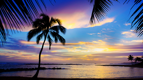 palm tree and beach