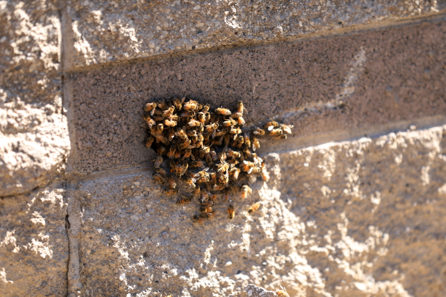 Local beekeeper makes honey with bees removed from BART property, protecting riders and helping to preserve the critical insect