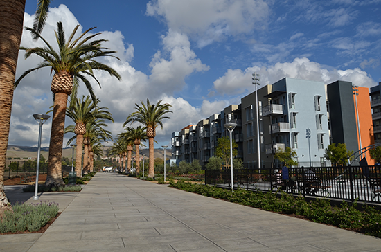 walkway past palm trees