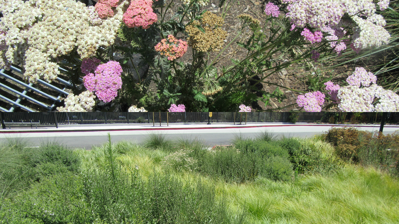 Yarrow, top, and a swale