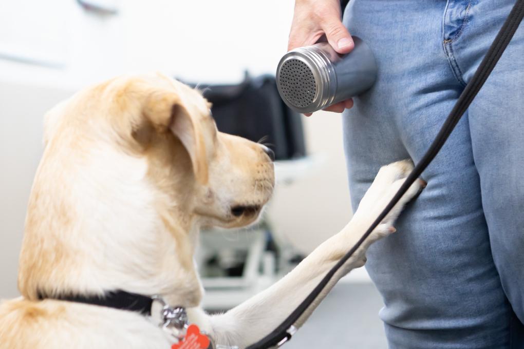 Service dog Scarlett correctly identifying a canister containing scent samples with a blood sugar level of 70mg/dL or lower at Early Alert Canines in Concord. The yellow lab has her paw on her trainer's leg and is sniffing the canister.