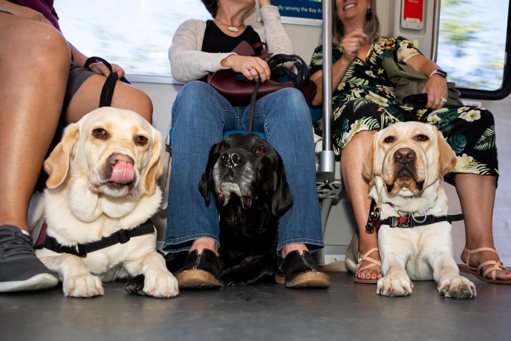 Service dogs on BART under their handlers legs in the seats reserved for people with disabilities